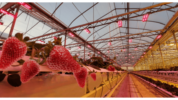 sollum strawberry greenhouse