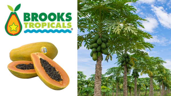 Caribbean Red Papaya from Brooks Tropicals Expected to Lead Peak Papaya Season