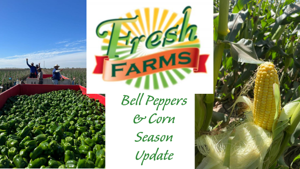 Bell Peppers and Corn Season Update
