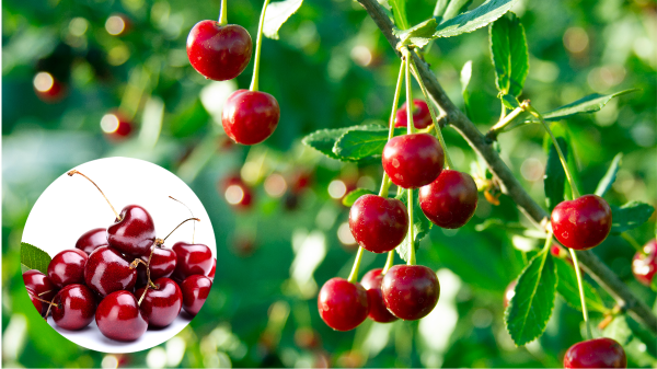 Pacific Trellis Fruit is Optimistic For Upcoming Cherry and Stone Fruit Import Season