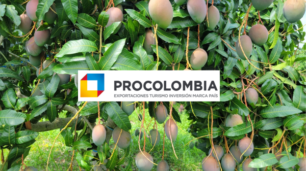Colombian Mangos Arrive in the US for the first time