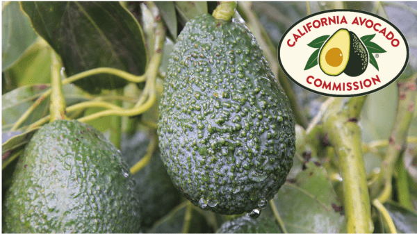 California Avocado Commission announces season forecast