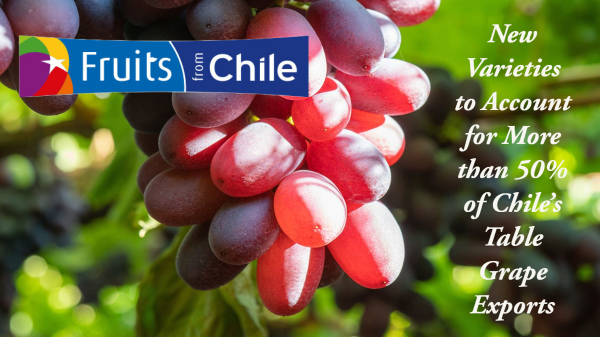 New Forecast for Chilean Grapes