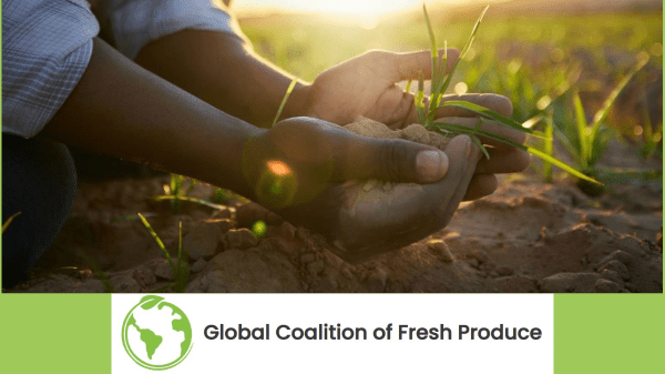 Global Coalition of Fresh Produce report calls for fresh produce policy measures