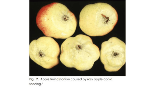 apple aphid damage