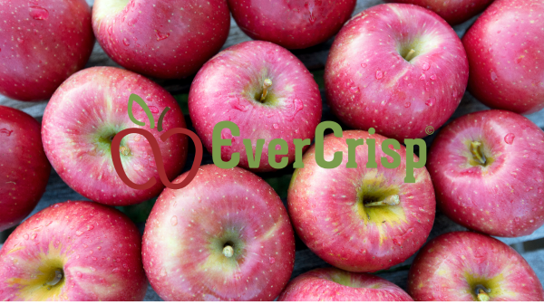 Superfresh Growers 'EverCrisp' apple, a Rising Star