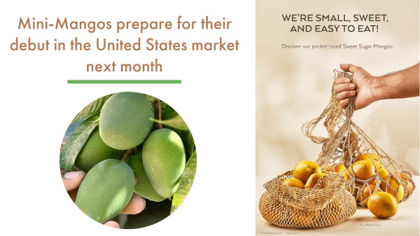 Sweet Sugar Mangos poised to enter US Market for first time