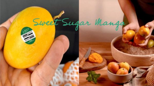 GBF awarded federal registration on Sweet Sugar Mango brand