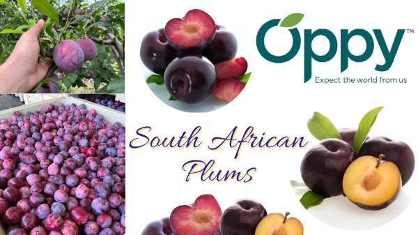 Oppy expands South African plum portfolio in second season