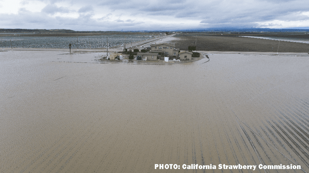 Flooded strawberry fields in Salinas California.