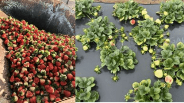 markon strawberries 3-27-23