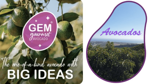 estfalia Fruit Expecting Strong 2023 GEM Avocado Season