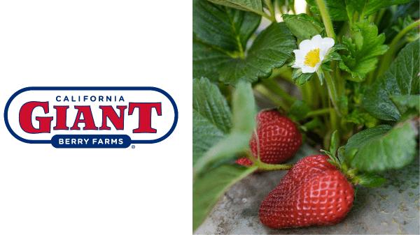 california giant strawberries