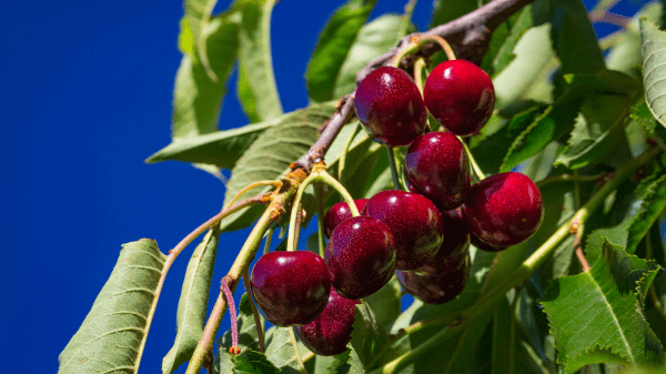 ifg cherries