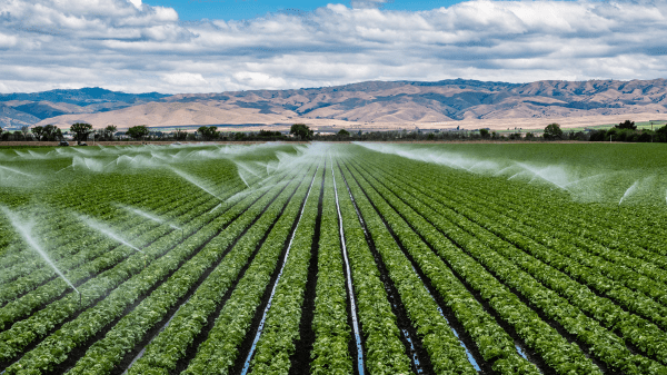 lettuce field irrigation
