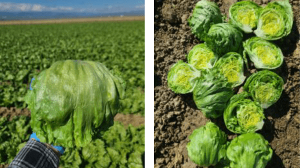markon huron lettuce 4-3-23