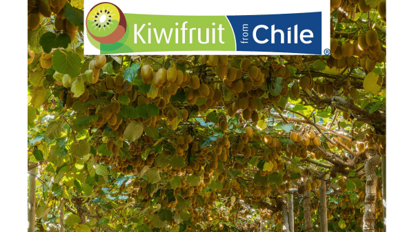 Chilean Kiwifruit Committee launches 2023 marketing campaign