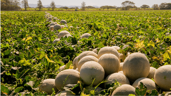Fyffes Honduran melon farm receives GLOBALG.A.P certification