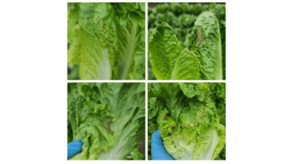 markon lettuce 6-13-23