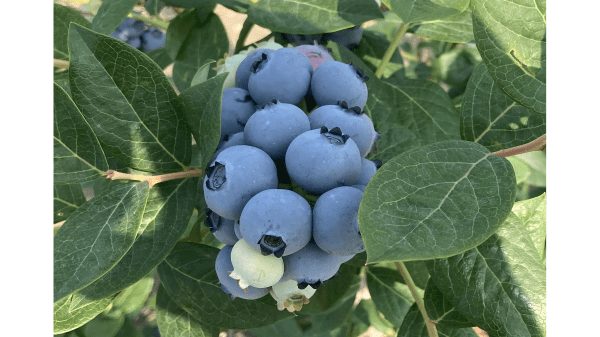 naturipe blueberries