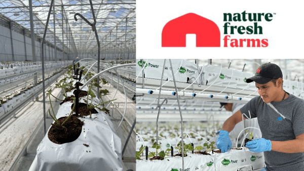 Nature Fresh Farms introduces the first organic greenhouse strawberry