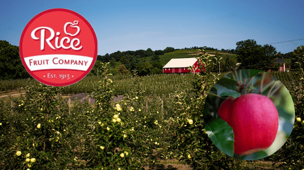 Rice Fruit Company announces start of the 2023 apple harvest