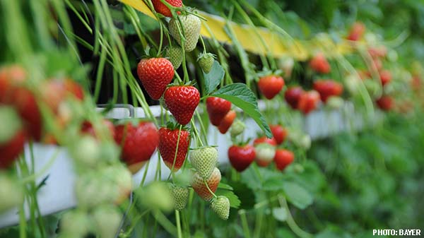 bayer strawberries