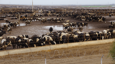 cattle feed lot