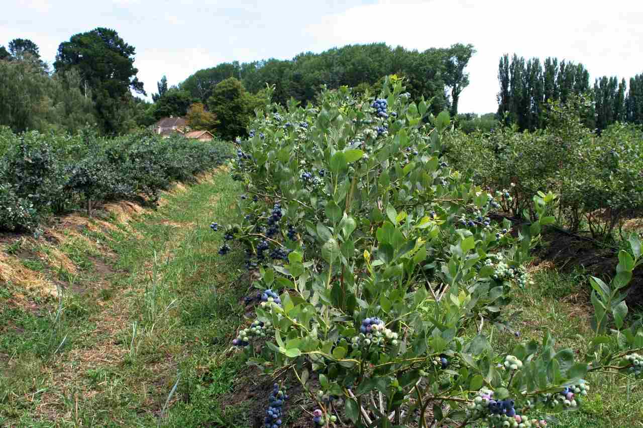 chilean blueberry field