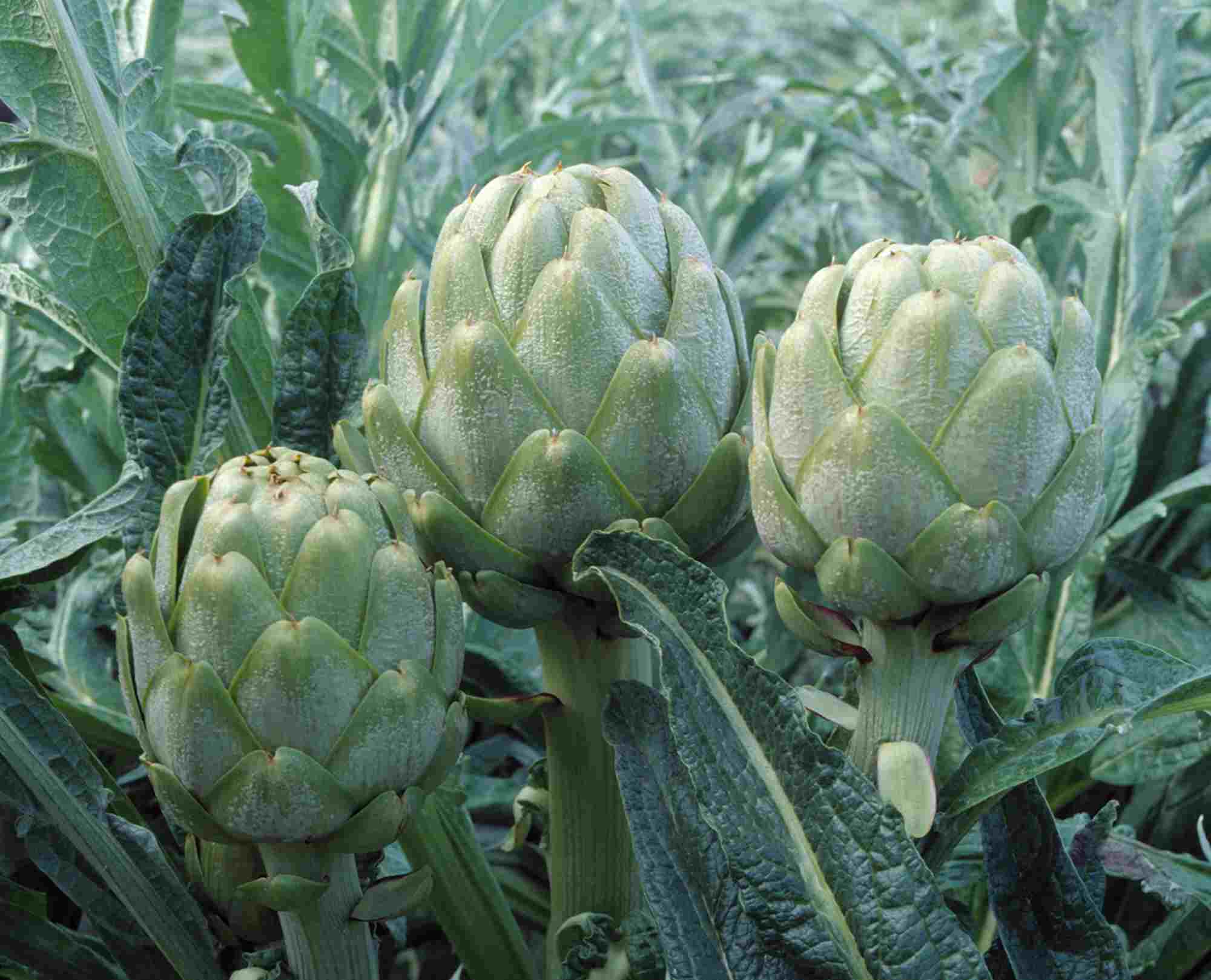 OMF Frost-Kissed artichokes-compressed