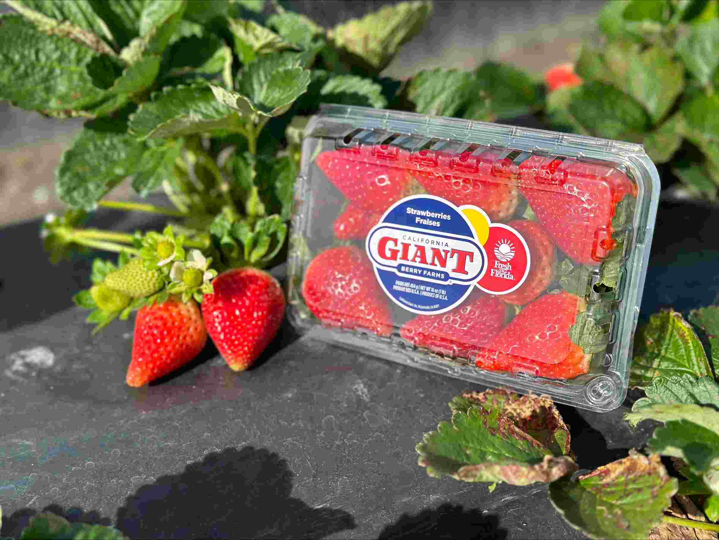 cal giant strawberries
