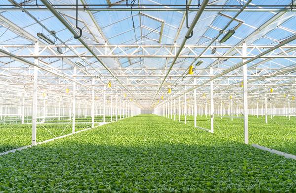 gotham-greens-greenhouse-interior-1-credit-gotham-greens