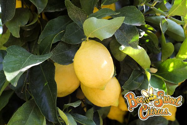Photo: Bee Sweet Citrus Lemons