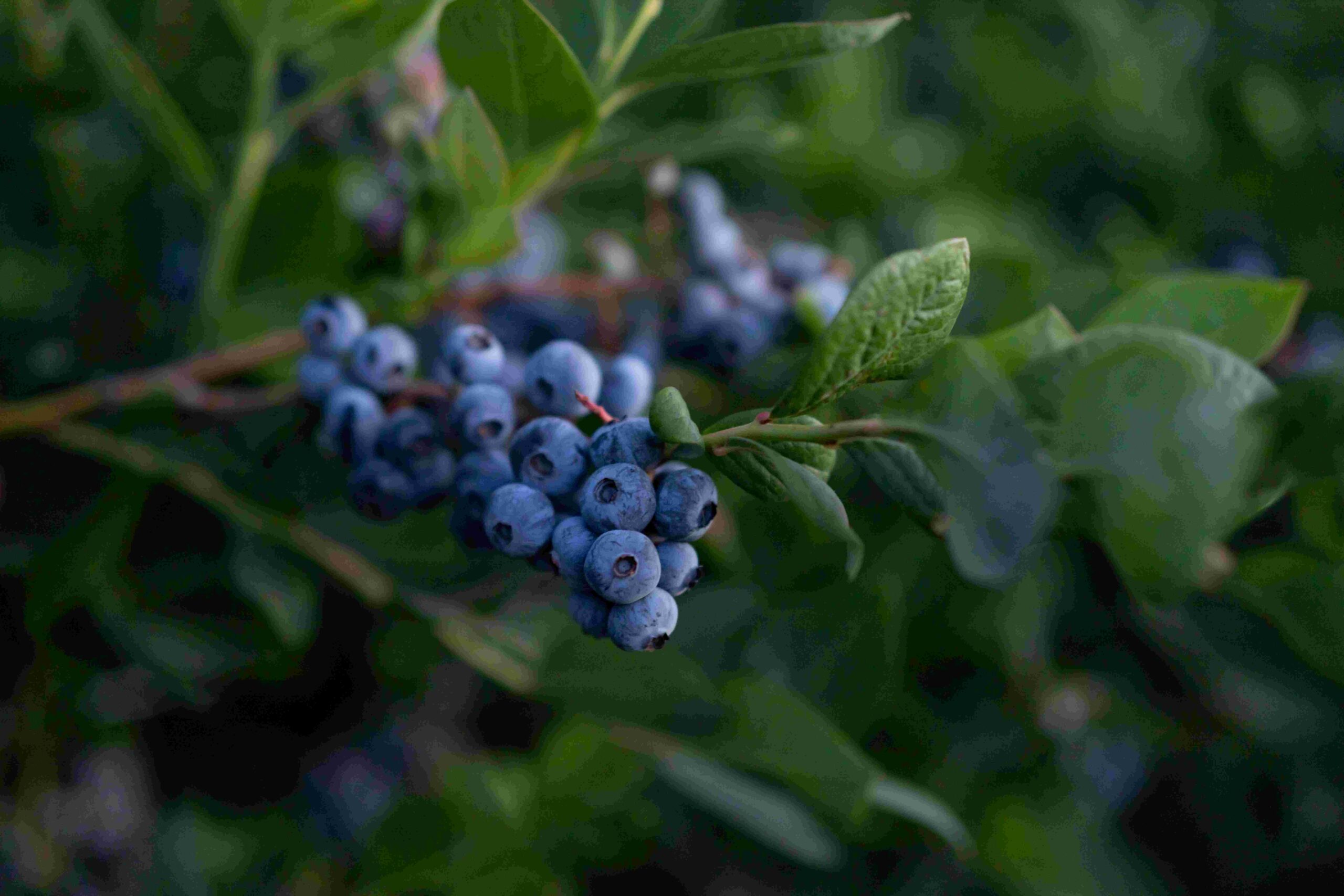 cal giant blueberries