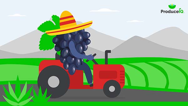 produceiq grapes on a tractor