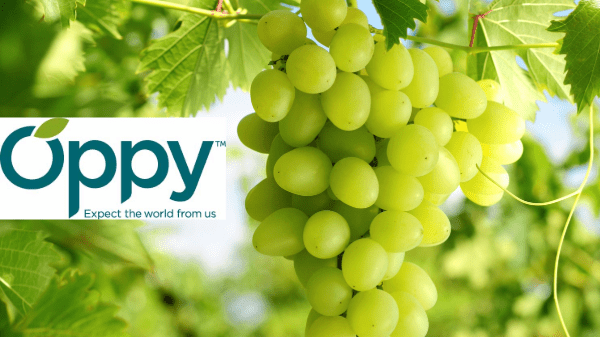 oppy grapes