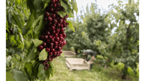 superfresh growers cherries