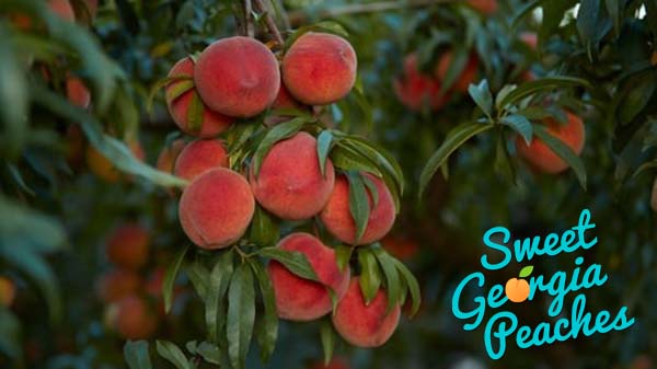 sweet-georgia-peaches